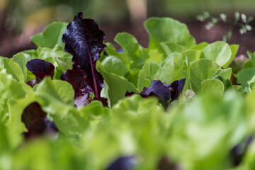 Fresh green organic lettuce cultivated in the garden.