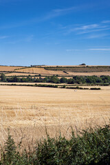 View of the countryside in Wiltshire and its cereal fields on a sunny summer afternoon, South West England