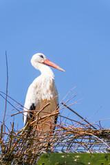 Beautiful white stork (Ciconia ciconia) in the nest