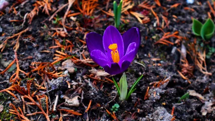 Stoff pro Meter krokus w wiosne © herawek