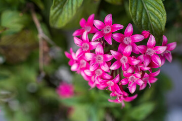Pentas is a genus of flowering plants in the family Rubiaceae.
