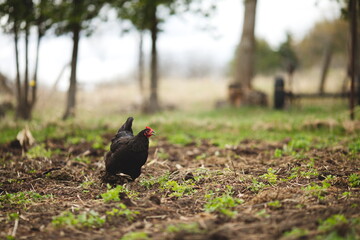 Chickens on a small farm in the country. Small scale poultry farming in Ontario, Canada.