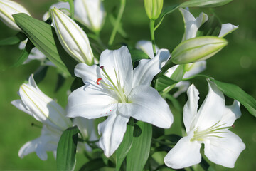 Madonna Lily. White Easter Lily flowers in garden. Lilies blooming. Blossom Lilium Candidum in a summer. Garden Lillies with white petals. Large flowers in sunny day. Floral background. Greeting card - obrazy, fototapety, plakaty