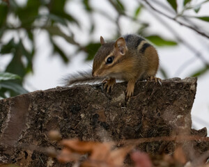 chipmunk looking for food on a dead tree stump
