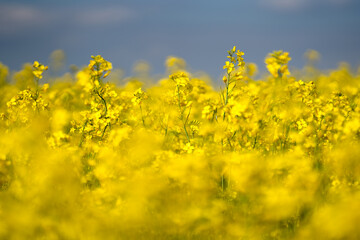 Rapsfeld im Burgenland