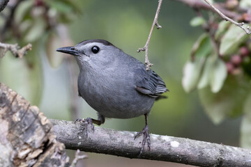 close-up of agray catbird perched on a tree branch with a soft green blurred background.