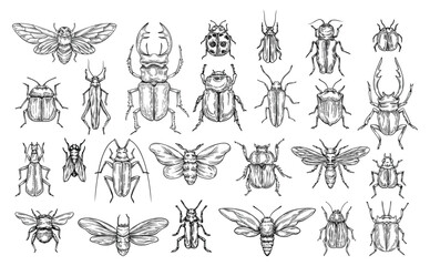 Fototapeta na wymiar Set of line insects