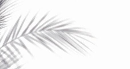 OMBRE DE BRANCHES DE PALMIER SUR ARRIÈRE-PLAN BLANC
