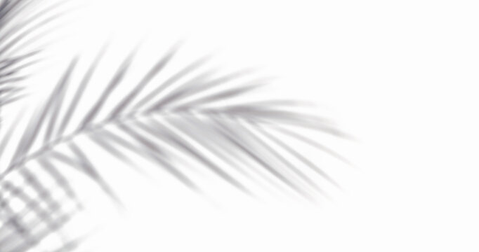 OMBRE DE BRANCHES DE PALMIER SUR ARRI&Egrave;RE-PLAN BLANC