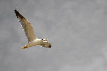 Seagull in flight against the cloudy sky