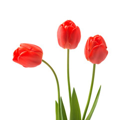 Bouquet of red tulips. Spring fresh flowers, mockup for mothers day, valentine or wedding greeting card