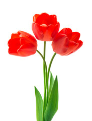 Bouquet of red tulips. Spring fresh flowers, mockup for mothers day, valentine or wedding greeting card