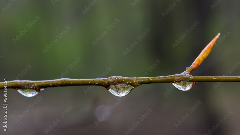 Canvas Prints waterdrops form on the branches of this small tree after a rain during the night. new growth in upst