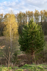 Russia. Moscow. Spring in the Bitsevsky forest. Birch and spruce