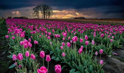 Muurstickers Colorful blossoms in tulip fields on a farm near Woodburn, Oregon © Bob