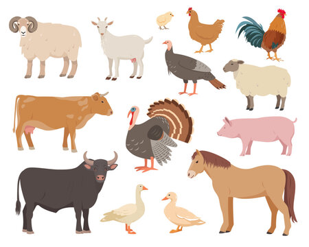 Set of farm animals and birds in different poses. Cow, bull, sheep, pig, horse and goat, hen, rooster, duck, goose, turkey and chickens. Vector flat or cartoon illustration, animal icons.