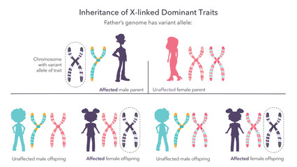 Inheritance of X linked genetic traits scientific infographic vector illustration - obrazy, fototapety, plakaty