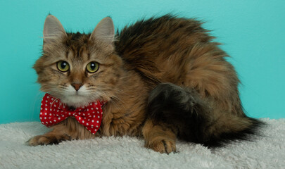 fluffy brown and black tabby cat wearing a red bow tie