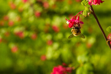 Beautiful Bee with wings pollinates pink flowers. Blurred background. Flying honey bee collecting bee pollen from pink blossom.