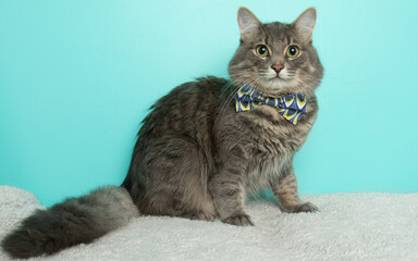 grey fluffy kitty cat wearing a bow tie with green eyes portrait