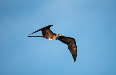 Megnificent Frigatebird