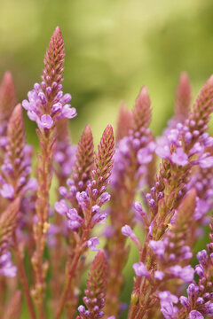 Natural closeup on a purple flowering blue vervain, Verbena hastata in the garden