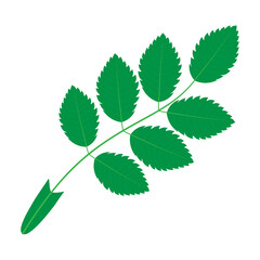 Rosehip leaf isolated on white background.