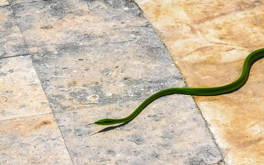 Green poisonous snake reptile crawls on the ground in Mexico.