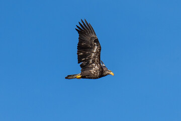 Bald Eagle flying in flight
