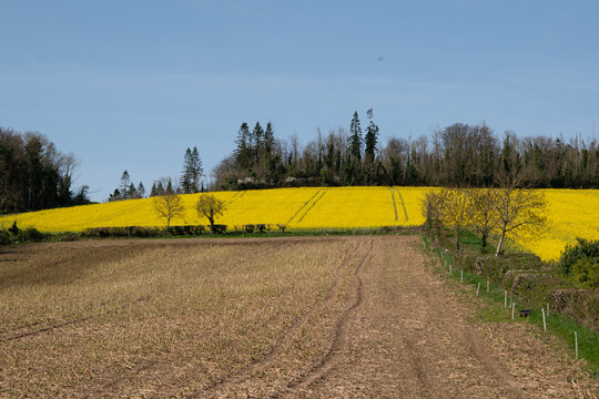Bright-Yellow Rapeseed Field. Irish Countryside.
