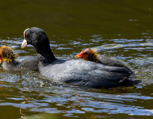 Coot parents feeding very demanding young babies, bird parents feeding fledglings in the water in the sunshine