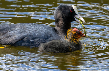 Coot parents feeding very demanding young babies, bird parents feeding fledglings in the water in...