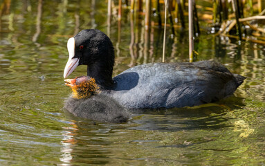 Coot parents feeding very demanding young babies, bird parents feeding fledglings in the water in...