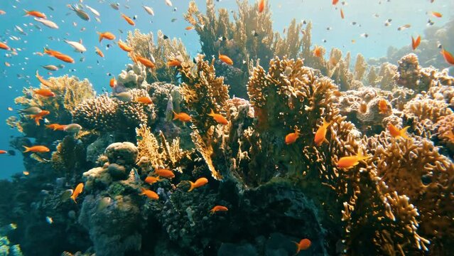 Diving in a coral reef in the Red Sea in egypt, no people, slow-motion
