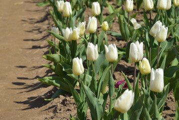 Naklejka premium białe tulipany