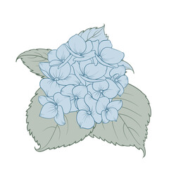 Blooming flower hydrangea on white background. Blue flowers isolated on white. Vector illustration. Generative AI