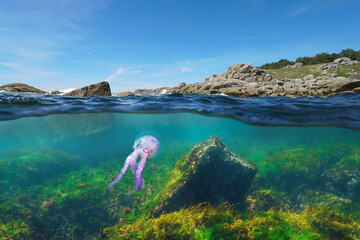 Atlantic ocean seascape, rocky coastline with a jellyfish underwater (Pelagia noctiluca), Spain, Galicia, split view over and under water surface