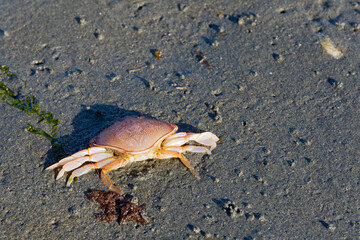 A close up image of a dead baby crab which was washed up on shore.