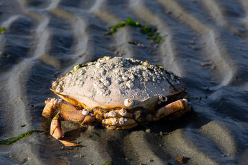 An image of a large dead crab which is covered in white barnacles. 