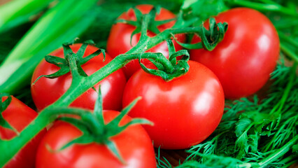 fresh tomatoes on a vine, close up shot