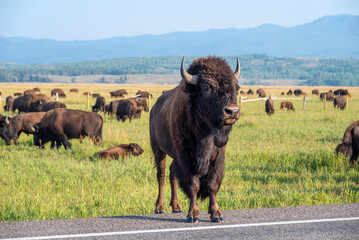 herd of bison - obrazy, fototapety, plakaty