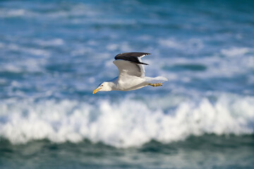 Rio de Janeiro, RJ, Brazil, 04.30.2023 - Great black-backed gull, Larus marinus, flying over sea at Reserva Beach