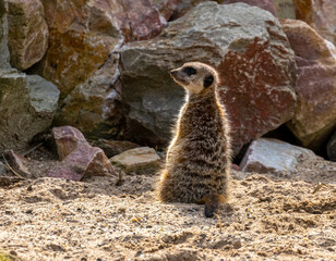 Fototapeta premium Cute meerkat walking about on the ground in the sunshine
