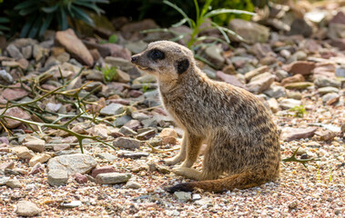 Cute meerkat walking about on the ground in the sunshine