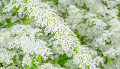 branch with small white flowers for background