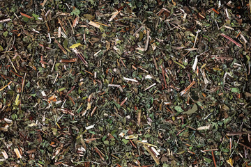 Fototapeta premium Vector illustration of natural melissa mint background. Texture of dry Melissa officinalis L. Top view. Flat layout. 