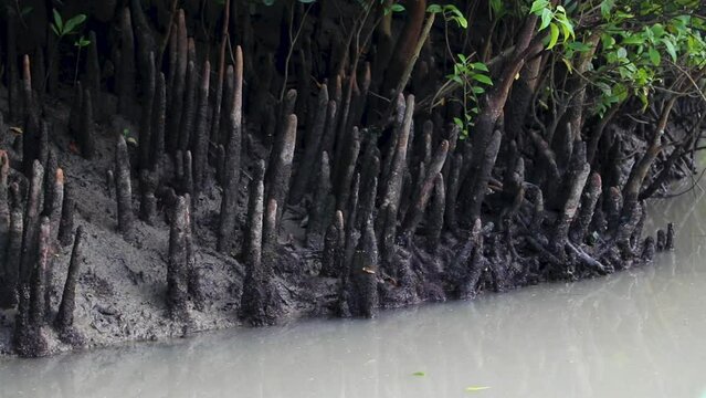 Ceriops decandra, a species of tree in the Rhizophoraceae family, forms mangrove swamps at Sundarbans, the world's largest mangrove forest.
