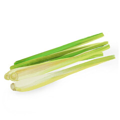 lemongrass, drawing png file.