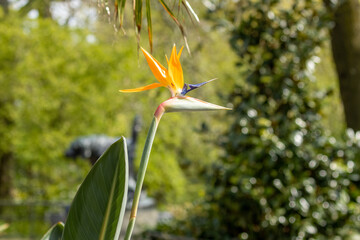 bird of paradise flower