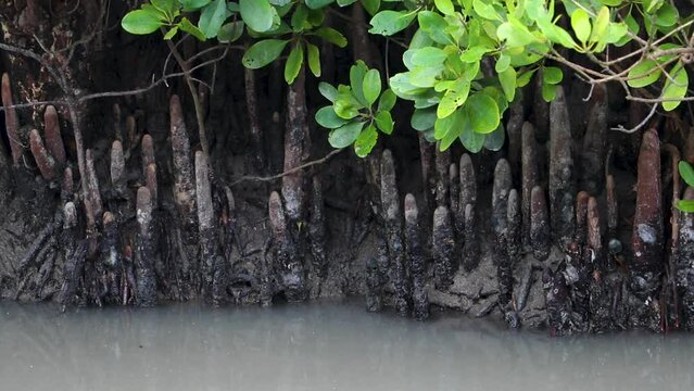 Ceriops decandra, a species of tree in the Rhizophoraceae family, forms mangrove swamps at Sundarbans, the world's largest mangrove forest.